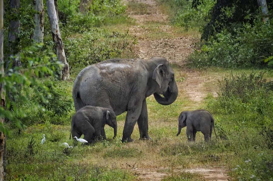 Hua Hin: Kui Buri Elephant Safari Private Tour - The scenic drive to the national park