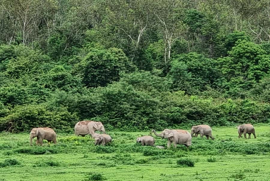 Hua Hin: Kui Buri Elephant Safari Private Tour - Elephants are only part of the wildlife