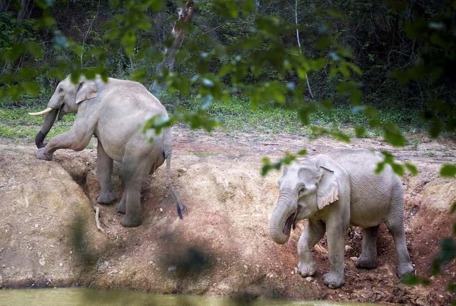 Hua Hin: Kui Buri Elephant Safari Private Tour - Is $157 a fair price?
