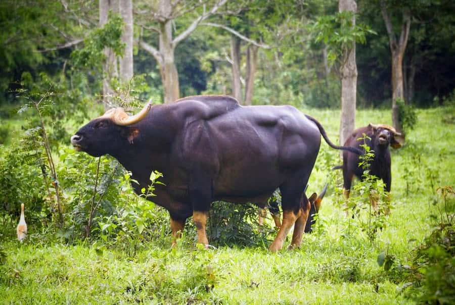 Hua Hin: Kui Buri Elephant Safari Private Tour - Who will enjoy this day most?