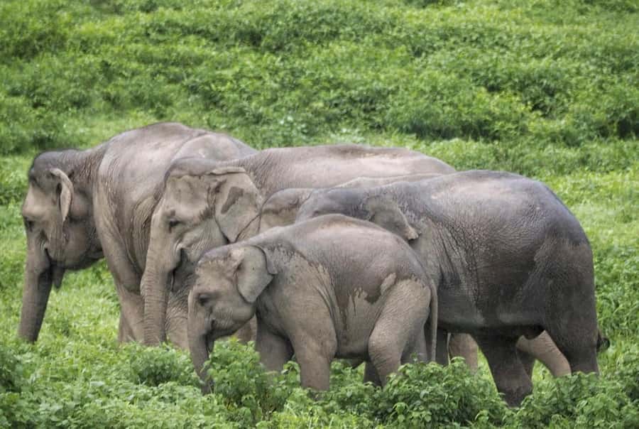 Hua Hin: Kui Buri Elephant Safari Private Tour - The 1 p.m. departure from Hua Hin