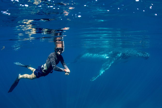 Humpback Whale Safari - Meeting the humpbacks at Ningaloo Reef