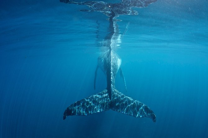 Humpback Whale Safari - What happens on the eight-hour day