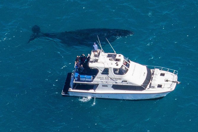 Humpback Whale Safari - When entering the water makes sense