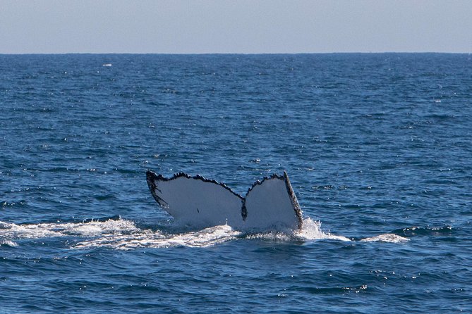 Humpback Whale Safari - The food, drink, and photography package