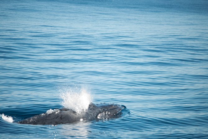 Humpback Whale Safari - A small boat group changes the feel