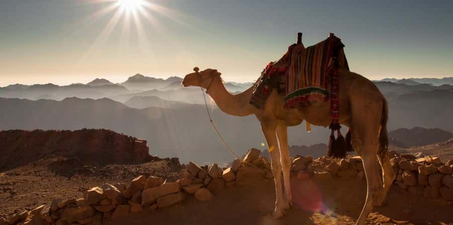 Hurghada: Quad Bike, Sea, Camel, Safari, Stargazing & Dinner - Desert Tracks, Red Sea Views, and Photo Stops
