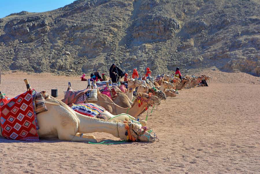 Hurghada: Safari Jeep & Camel Ride with BBQ Dinner & Show - Timing, waiting, and group arrangements