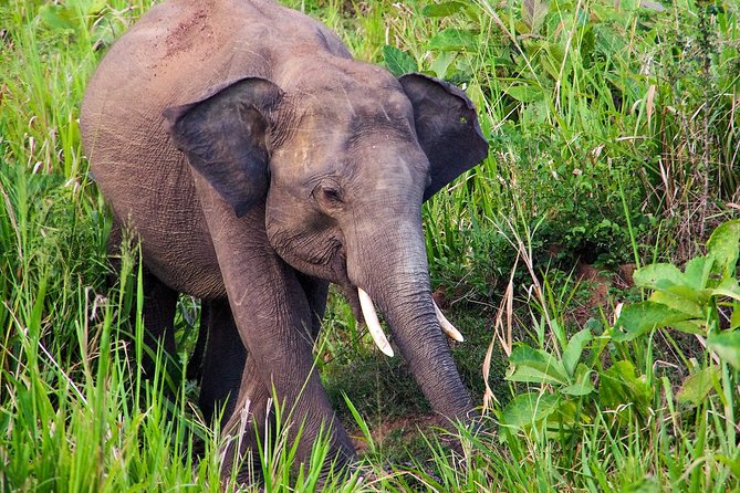 Hurulu Eco Park Private Safari - What the three-hour safari feels like