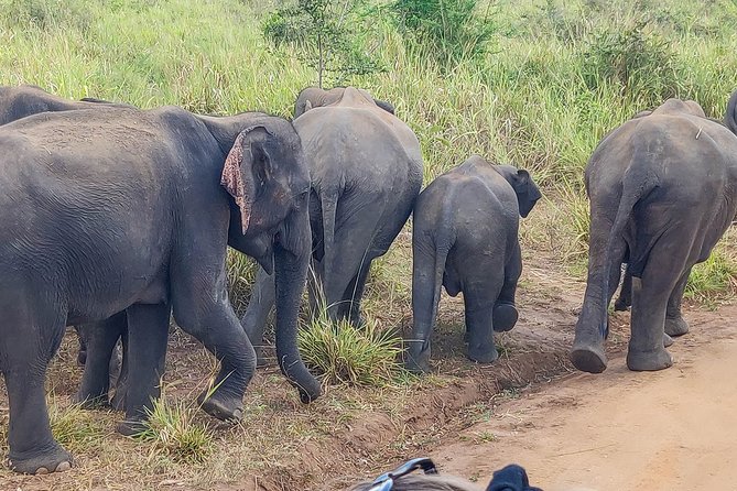 Hurulu Eco Park Private Safari - The value of a private jeep at $27 per person