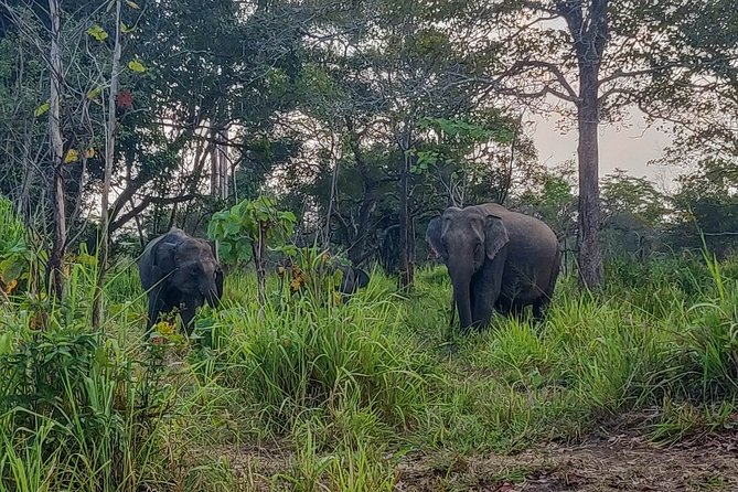 Hurulu Eco Park Private Safari - What you might see beyond the elephants