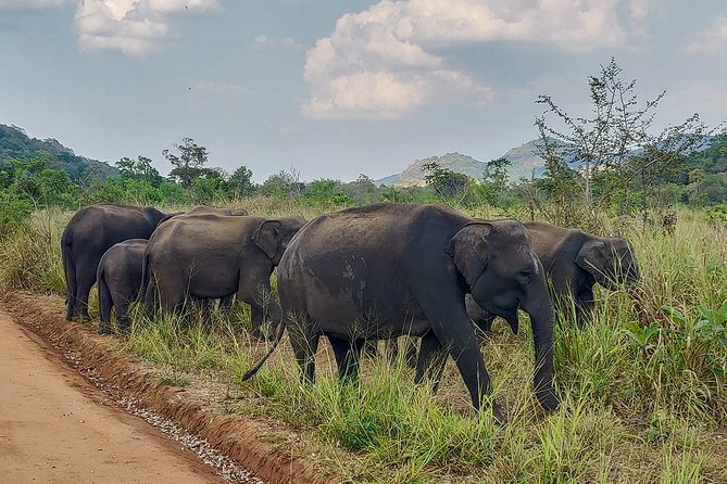 Hurulu Eco Park Private Safari - Practical details that affect your day