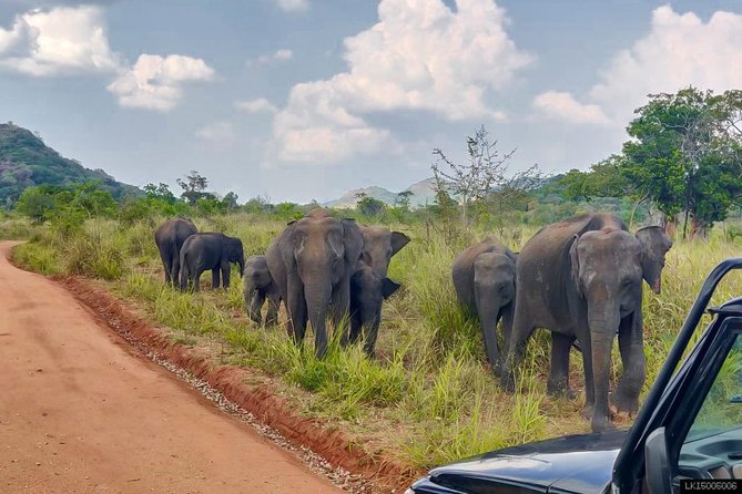 Hurulu Eco Park Private Safari - Morning or afternoon: choosing your start time