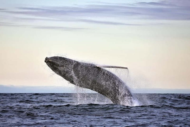 Húsavík: Original Big Whale Safari & Puffins by Speedboat - Key points before you book