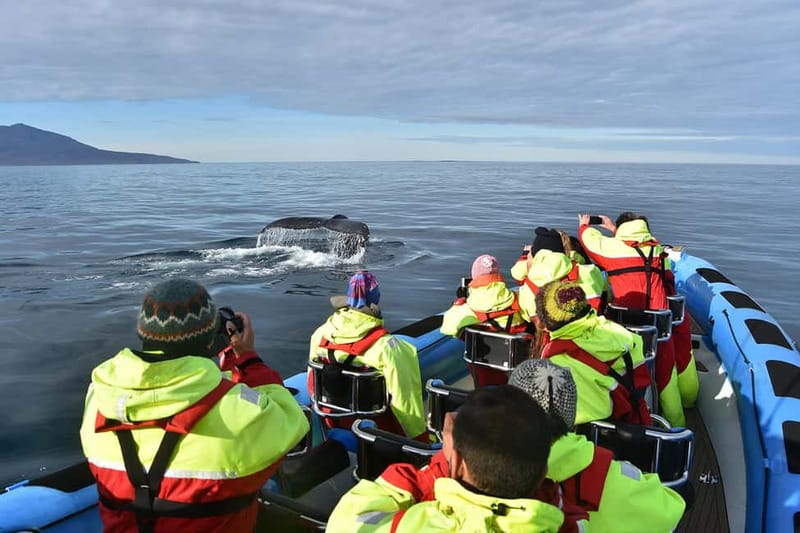 Húsavík: Original Big Whale Safari & Puffins by Speedboat - Who should book this Húsavík safari?