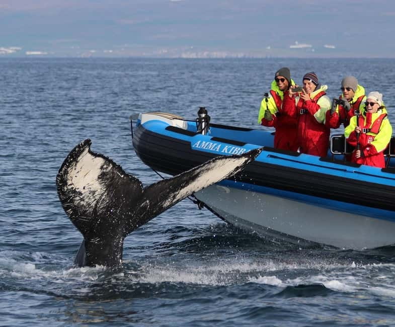 Húsavík: Original Big Whale Safari & Puffins by Speedboat - Why the RIB changes whale watching in Skjálfandi Bay
