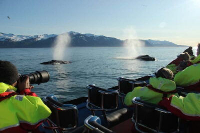 Húsavík: Original Big Whale Safari & Puffins by Speedboat