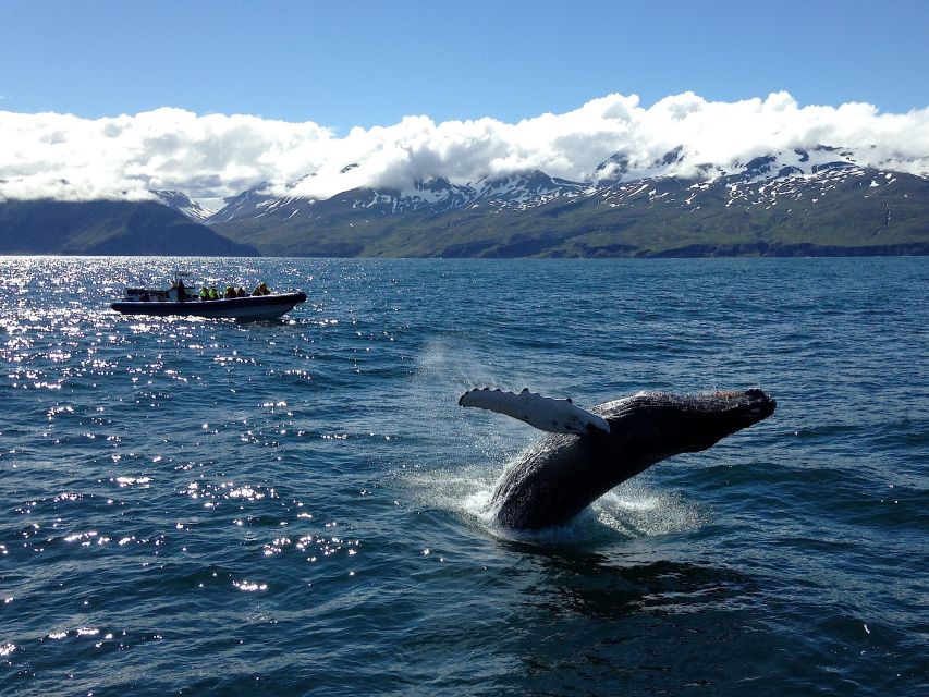 Húsavík: Original Big Whale Safari & Puffins by Speedboat - Searching for humpbacks, dolphins, and blue whales