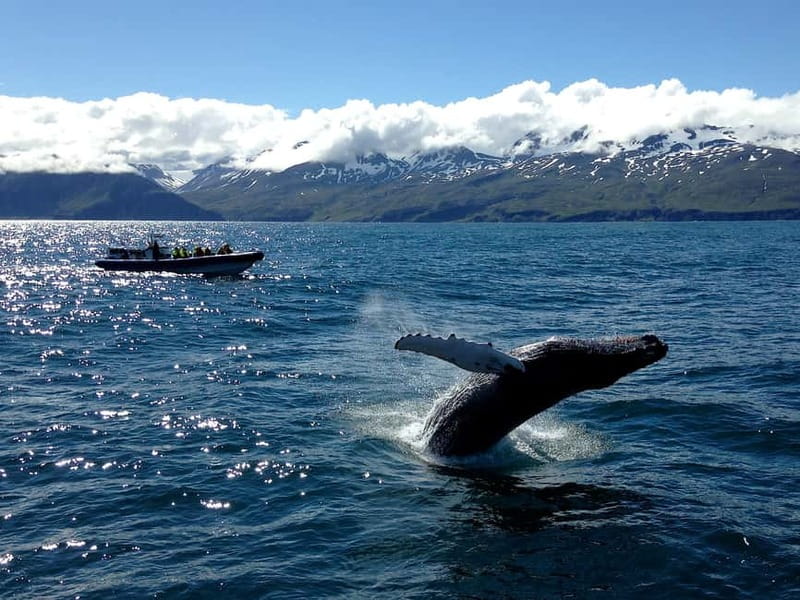 Húsavík: Original Big Whale Safari & Puffins by Speedboat - The guides and captains make a real difference