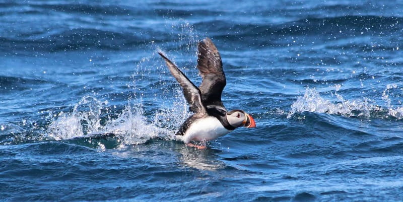 Húsavík: Original Big Whale Safari & Puffins by Speedboat - What the ride feels like in real weather