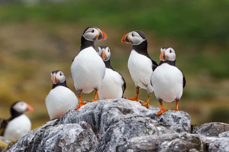 Húsavík: Original Big Whale Safari & Puffins by Speedboat - Is $175 a fair price?