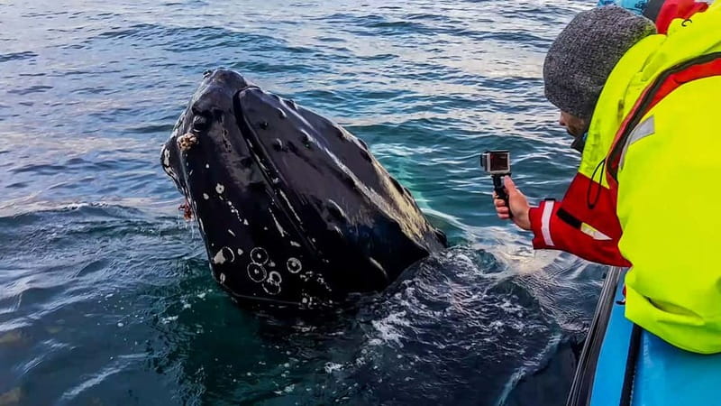 Húsavík: Original Big Whale Safari & Puffins by Speedboat - Timing, weather, and the no-guarantee reality