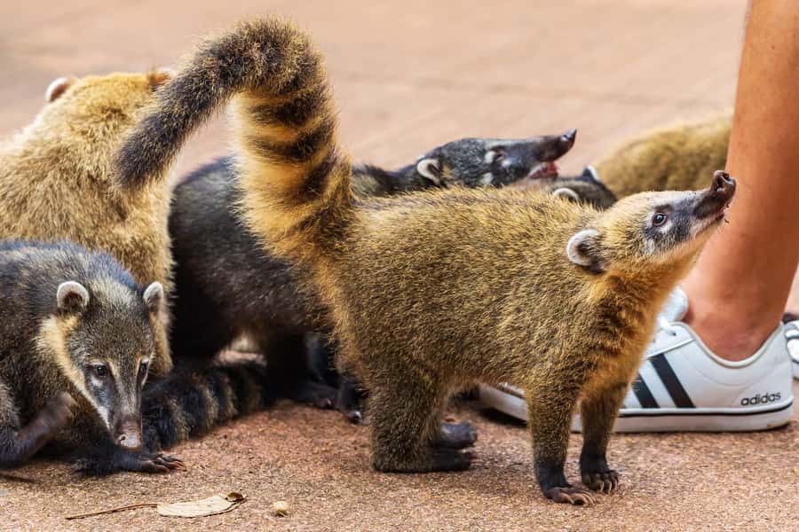 Iguassu Falls: Guided Tour & Macuco Safari on Pontoon Boats - Timing, weather, and what to pack