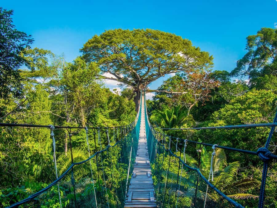 Iquitos: Full Day Tour in the Jungle | Amazon Safari - Dolphin watching along the river