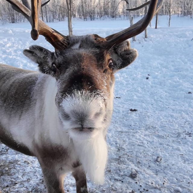 Ivalo: Snowmobile Safari, Meet and Feed Reindeers with Lunch - Meeting Tina and Tapio’s reindeer