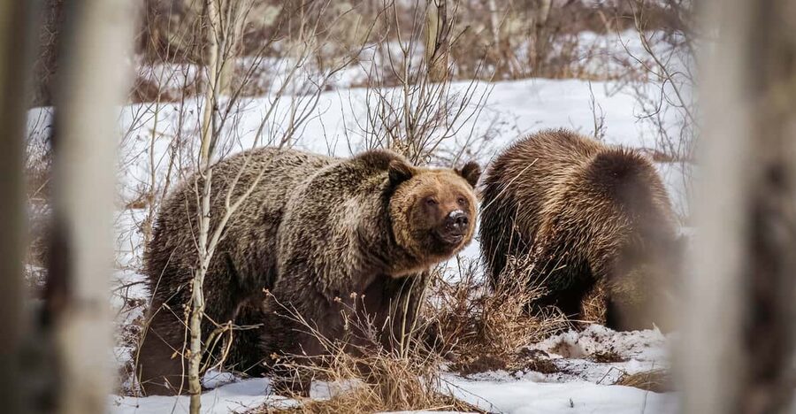Jackson: Grand Teton Sunrise Safari with Naturalist Guide - Why sunrise is the right time for the Tetons