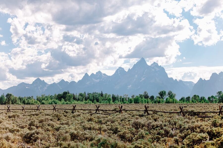 Jackson: Grand Teton Sunrise Safari with Naturalist Guide - What you might see through the spotting scope