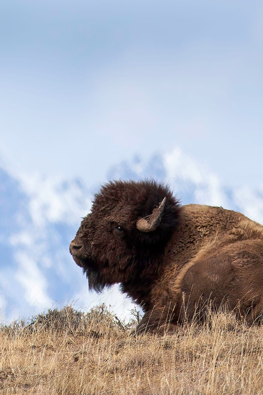 Jackson: Grand Teton Sunrise Safari with Naturalist Guide - Is $170 a fair price?