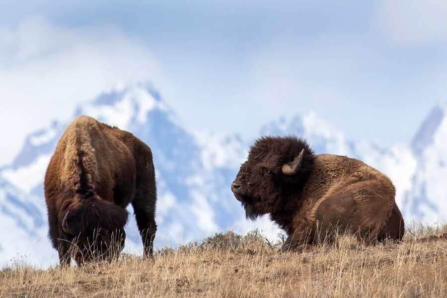Jackson: Grand Teton Sunrise Safari with Naturalist Guide - Who will enjoy this safari most?