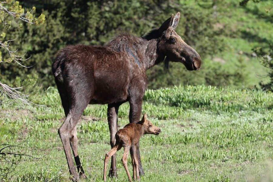Jackson: Grand Teton Sunrise Safari with Naturalist Guide - Booking details that matter