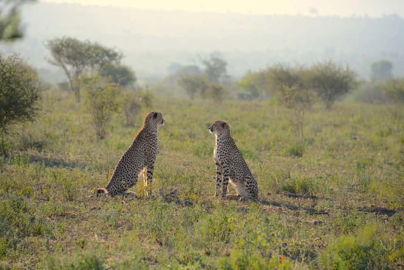 Jaipur: Jhalana Amagarh Leopard Reserve 4×4 Jeep Safari - Quick points to know
