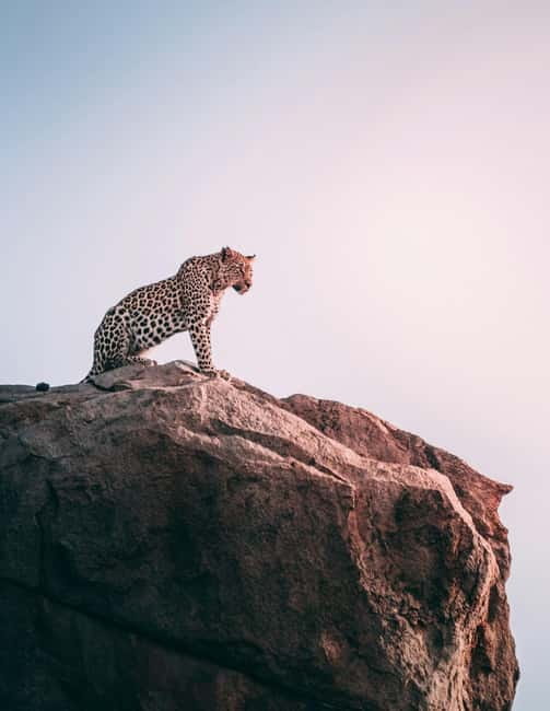 Jaipur: Jhalana Amagarh Leopard Reserve 4×4 Jeep Safari - Jaipur’s closest wild outing