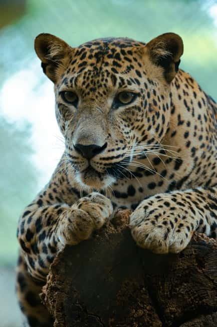 Jaipur: Jhalana Amagarh Leopard Reserve 4×4 Jeep Safari - Choosing morning, afternoon, or sunset