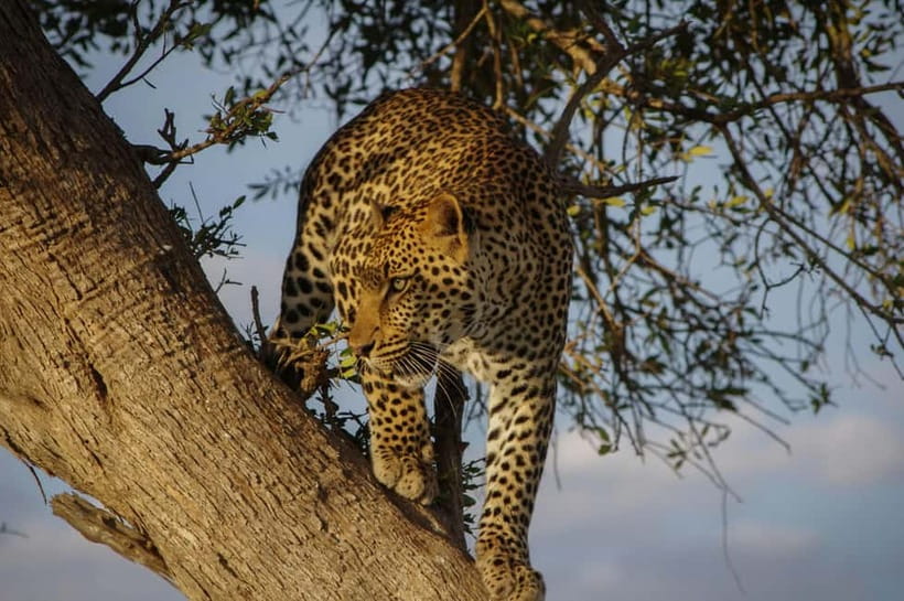 Jaipur: Jhalana Amagarh Leopard Reserve 4×4 Jeep Safari - What happens from Jaipur to the forest