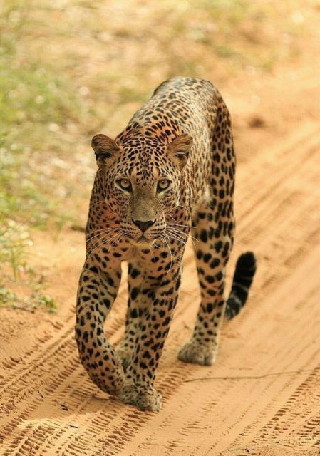 Jaipur: Jhalana/Amagarh leopard safari private tour - Key points to know before booking