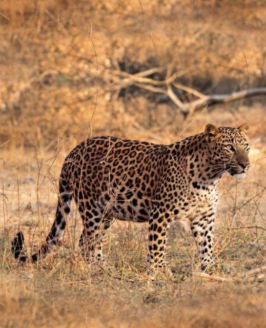 Jaipur: Jhalana/Amagarh leopard safari private tour - What this Jaipur leopard safari is really like
