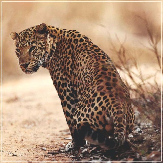 Jaipur: Jhalana/Amagarh leopard safari private tour - Entering Jhalana or Amagarh Safari Park
