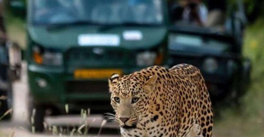 Jaipur: Jhalana/Amagarh leopard safari private tour - Guides, drivers, and the quality of information