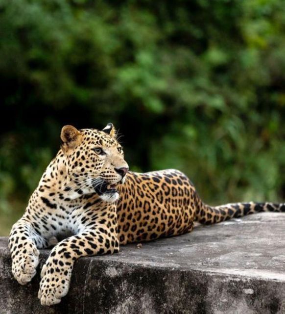 Jaipur: Jhalana/Amagarh leopard safari private tour - Leaving Jaipur in an air-conditioned car