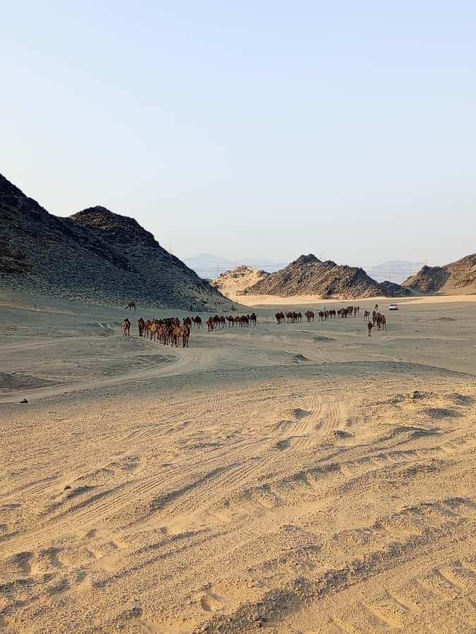 Jeddah Desert Safari: Quad Biking, Camel Farm & Sunset Views - Choosing sunrise or sunset in Jeddah