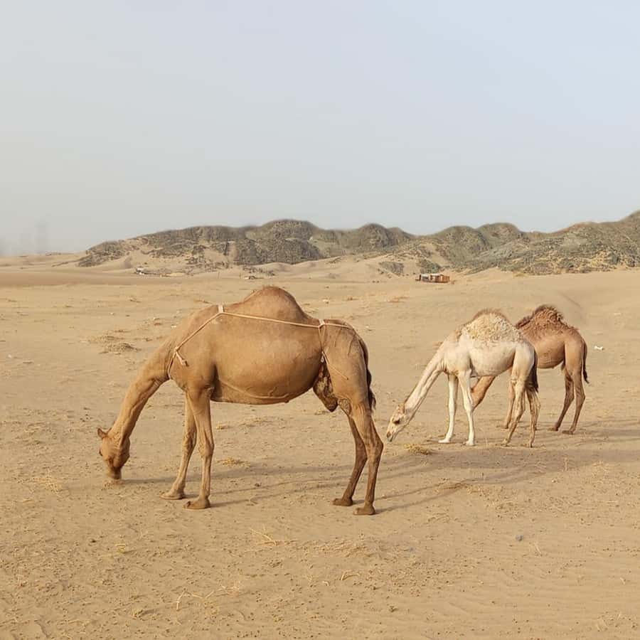 Jeddah Desert Safari: Quad Biking, Camel Farm & Sunset Views - What the $221 price really covers
