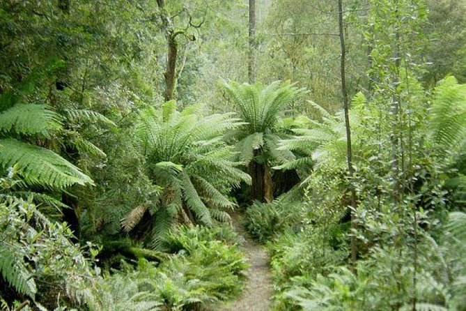 JEEP JUNGLE SAFARI Around Koh Samui(Eco Friendly)including Lunch - Local island life, Nathon, and what is less certain