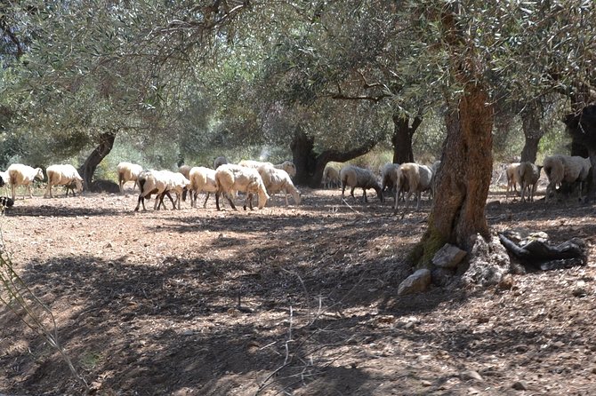 Jeep Safari 4x4 Crete real off road mountain tracks with Lunch from Hersonissos - The ride back and the north-coast view