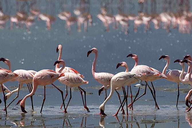 Jeep safari 4x4 mini sahara desert with Berber Lunch - Flamingos along the Souss River