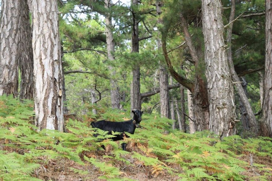 Jeep Safari in Thassos Mountain with picnic fruits & wine - Why Ipsarion is the right centerpiece