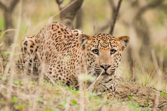 Jhalana Panther Safari Park Tour in Jaipur - Key points to know before booking